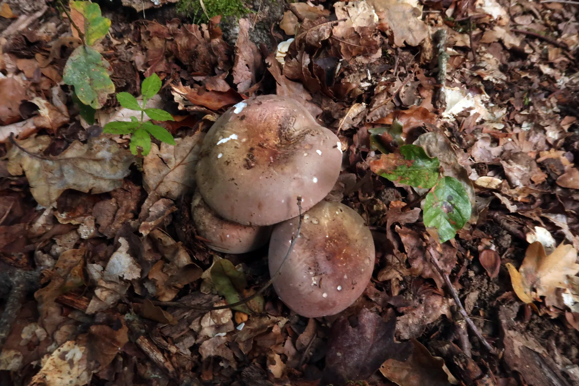 Russula olivacea - 1 - IMG_7853